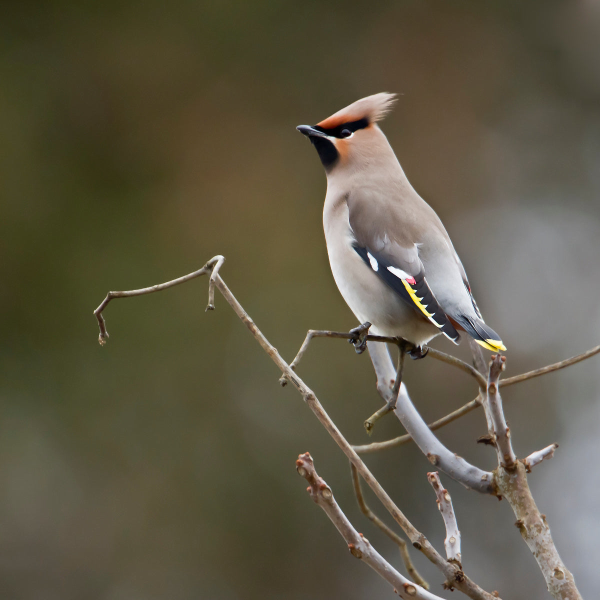 Photographie d'un oiseau Jaseur Boréal