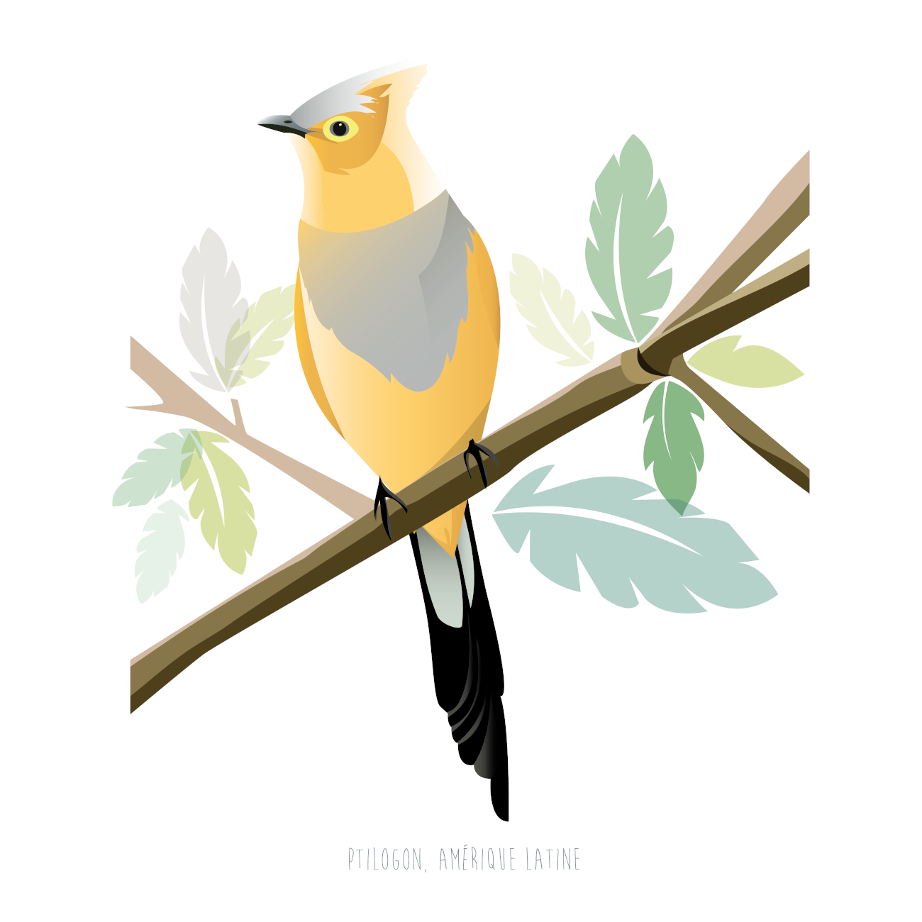 Illustration d'un oiseau Ptilogon
